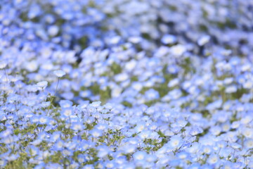 開花した青いネモフィラの花畑