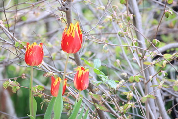 赤と黄色が混ざったチューリップの花