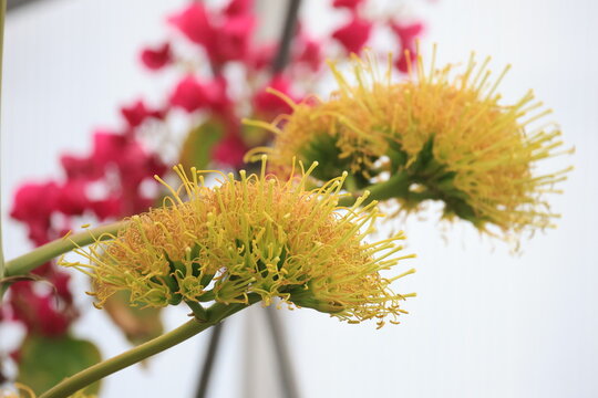 開花した黄色いアガベ・ベネズエラの花