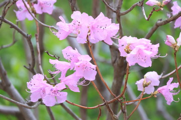 開花したピンク色のミツバツツジの花