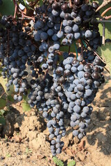 grapes on vine