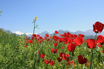 red poppy field