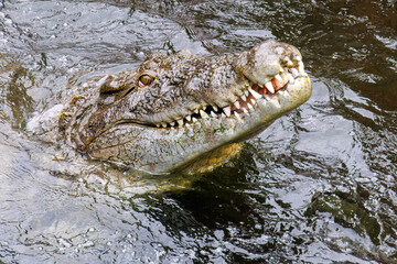 鶏を丸呑みするイリエワニ（クロコダイル科）。
英名学名：Salt-water crocodile (Crocodylus porosus, Crocodylidae) swallowing a chicken whole.
静岡県賀茂郡熱川-2025年
