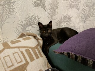 cat lying on a sofa