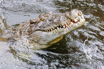 鶏を丸呑みするイリエワニ（クロコダイル科）。
英名学名：Salt-water crocodile (Crocodylus porosus, Crocodylidae) swallowing a chicken whole.
静岡県賀茂郡熱川-2025年
