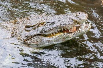 鶏を丸呑みするイリエワニ（クロコダイル科）。
英名学名：Salt-water crocodile (Crocodylus porosus, Crocodylidae) swallowing a chicken whole.
静岡県賀茂郡熱川-2025年
