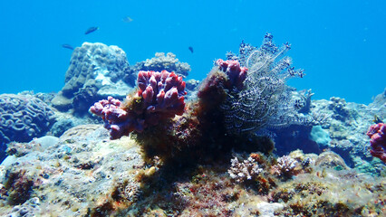 Beautiful underwater view at Mantanani Island, Sabah Malaysia