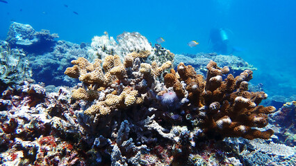 Beautiful underwater view at Mantanani Island, Sabah Malaysia