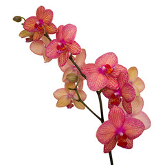 Storczyki. Orchidea. © Janusz Lipiński