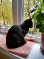 cat on the window