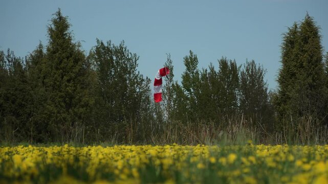 Brightly striped windsock is lowered near old airfield in calm weather. Device determines strength and direction of wind near trees in field of dandelions.