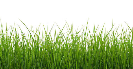 Fototapeta premium Green grass on transparent background, AI generated.