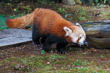 可愛いレッサーパンダ（パンダ科）。
英名学名：Lovely red panda (Ailurus...