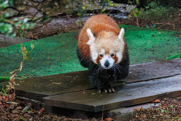 可愛いレッサーパンダ（パンダ科）。
英名学名：Lovely red panda (Ailurus...