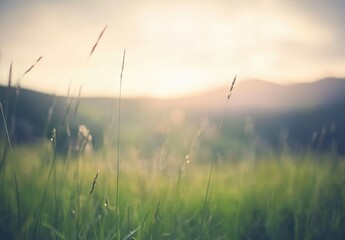 Serene Grassland Bathed in Soft Sunrise Light with Dreamy Bokeh Background