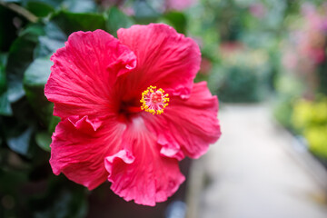 美しいハイビスカス（アオイ科）。
英名学名：Beautiful hibiscus (Mallow family).
静岡県賀茂郡熱川-2025年
