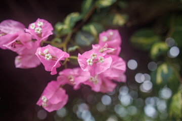 美しいブーゲンビリア（オシロイバナ科）。
英名学名The beautiful bougainvillea (family Anacardiaceae).
静岡県賀茂郡熱川-2025年
