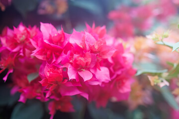 美しいブーゲンビリア（オシロイバナ科）。
英名学名The beautiful bougainvillea (family Anacardiaceae).
静岡県賀茂郡熱川-2025年
