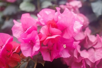 美しいブーゲンビリア（オシロイバナ科）。
英名学名The beautiful bougainvillea (family Anacardiaceae).
静岡県賀茂郡熱川-2025年

