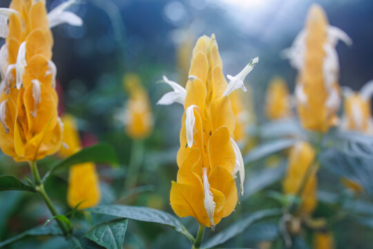 美しいパキスタス（キツネノマゴ科）。
英名学名：Beautiful Lollipop flower (Pachystachyslutea).
静岡県賀茂郡熱川-2025年
