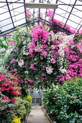 美しいハイビスカス（アオイ科）。
英名学名：Beautiful hibiscus (Mallow family).
美しいブーゲンビリア（オシロイバナ科）。
英名学名The beautiful bougainvillea (family Anacardiaceae).
その他でできたゲート。
静岡県賀茂郡熱川-2025年
