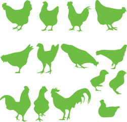 Chicken Vector 
