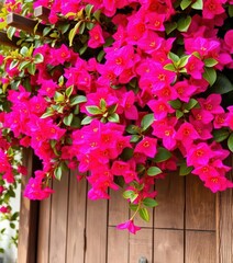 Vibrant bougainvillea blossoms cascade over rustic wooden trellis, vibrant, spring, rustic