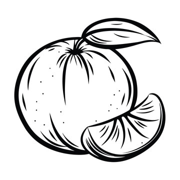 black and white tangerine fruit drawing clip art preview