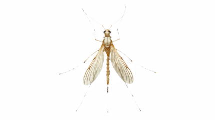 a white mosquito on a transparent background, PNG image, PNG file, Generative art.