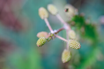美しいオジギソウ（マメ科）。
英名学名：Beautiful giant sensitive plant (Mimosa pudica, Fabaceae).
静岡県賀茂郡熱川-2025年
