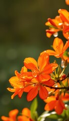 Vibrant orange blossoms glistening with morning dew, sunlight, picture
