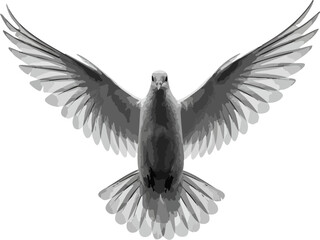 Fototapeta premium Elegant dove spreading its wings in grayscale tones against a plain white backdrop This vector art is ideal for symbolic or artistic projects.