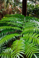 シダ類他の茂る通路。
静岡県賀茂郡熱川-2025年
