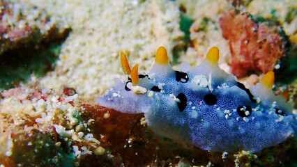 Nudibranch at Mantanani Island, Sabah