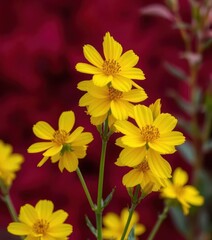 Obraz premium Vibrant yellow flower blossoms stand out sharply against a rich crimson backdrop, flower, bright yellow, color