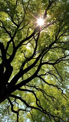 Fototapeta premium Sunlight dappled leaves on majestic tree branches reaching skyward, creating a natural arch, botanical, spring, environment