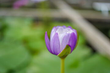 イミュタビリス
英名学名：Nymphaea 'immutability',
美しい睡蓮、蓮の花たち。
静岡県賀茂郡熱川-2025年

