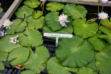 イミュタビリス
英名学名：Nymphaea...
