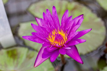 タンザナイト
英名学名：Nymphaea...