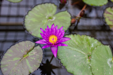 タンザナイト
英名学名：Nymphaea...