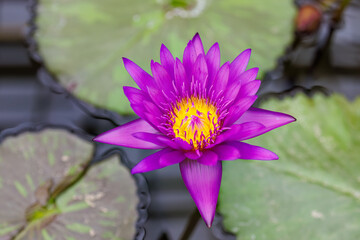 タンザナイト
英名学名：Nymphaea 'Tanzanite',
美しい睡蓮、蓮の花たち。
静岡県賀茂郡熱川-2025年
