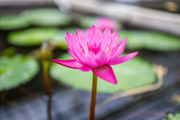マミヤオ
英名学名：Nymphaea...