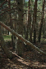 Obraz premium moss grew on the branches of the trees