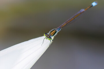 美しいアオイトトンボ（アオイトトンボ科）
英名学名：Common Spreadwing, Emerald damselfly (Lestes sponsa)
グリーンスモーク。
英名学名：Nymphaea 'Smoke Green',

美しい睡蓮、蓮の花たち。
静岡県賀茂郡熱川-2025年
