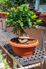 Ornamental plants or garden plants are plants that are primarily grown for their beauty but also for qualities such as scent or how they shape physical space. 