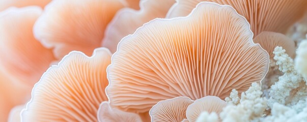 Close-up of delicate, light peach-colored fungi