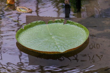 オオオニバス（スイレン科）
英名学名：Amazon water-lily,Victoria-lily,Victoria...