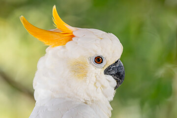Yellow-crested Cockatoo - Cacatua sulphurea, portrait of beautiful white cockatoo from forests of...