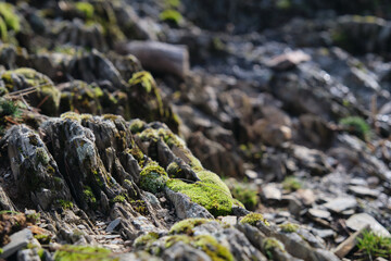 moss grew on the branches of the trees