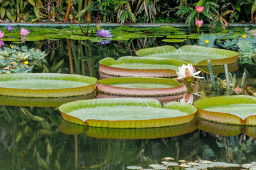 オオオニバス（スイレン科）
英名学名：Amazon water-lily,Victoria-lily,Victoria...